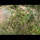 Eremophila maculata